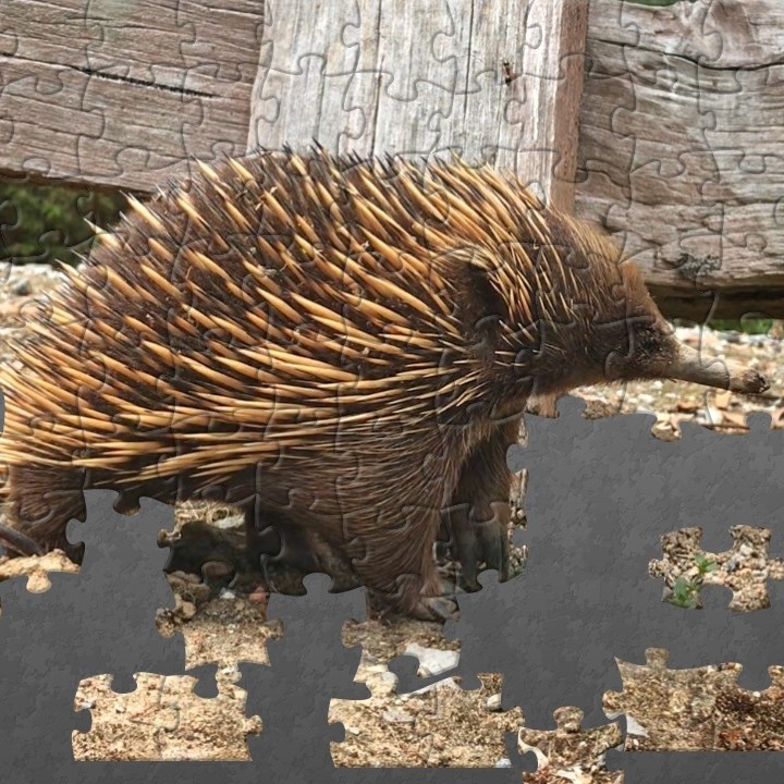 A partially completed jigsaw puzzle of an Echidna, on a grey background