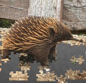 A partially completed jigsaw puzzle of an Echidna, on a grey background