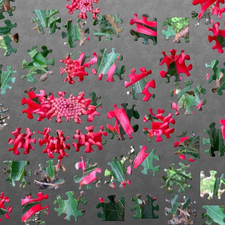 Waratah broken into jigsaw puzzle pieces, on a grey background